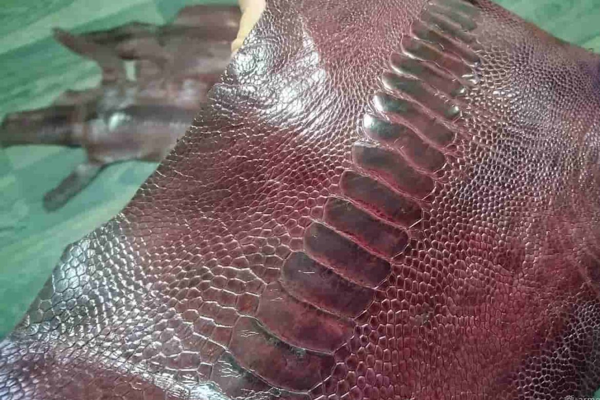 استخدامات جلد النعام وماهو هذا الجلد الفريد ذات نعومة وقوة